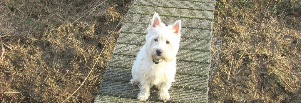 west highland terrier staring outdoors