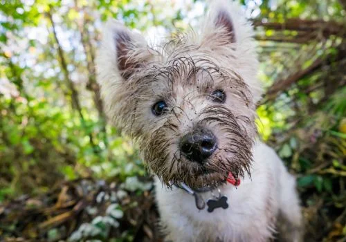 west highland terrier dog staring outdoors
