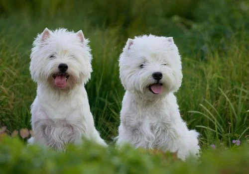 west highland terrier dog smiling and lying in green grass