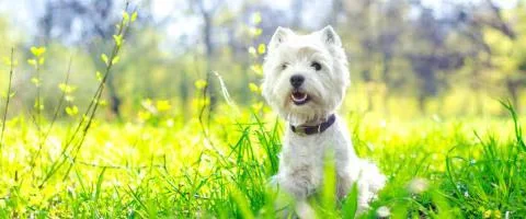 west highland terrier dog lying in green grass outdoors