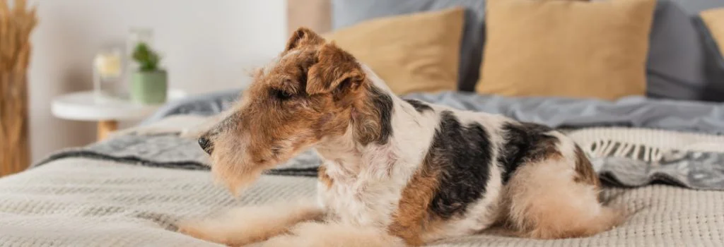 wirehaired fox terrier lying in bed outside