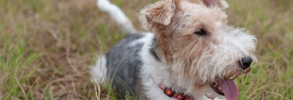 wirehaired fox terrier smiling outdoors