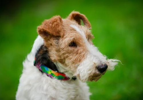wirehaired fox terrier staring outdoors