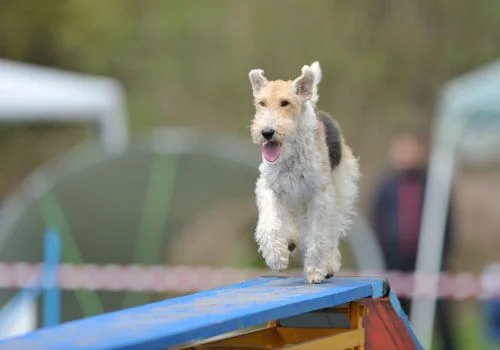 wirehaired fox terrier running outdoors