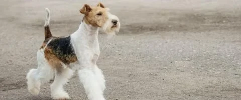 wirehaired terrier dog running outdoors