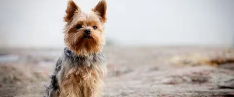yorkshire terrier dog standing outdoors