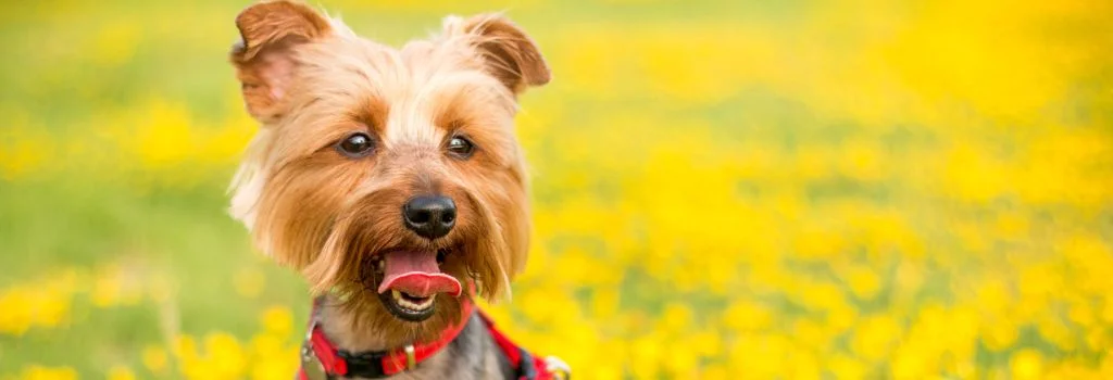 yorkshire terrier smiling outdoors