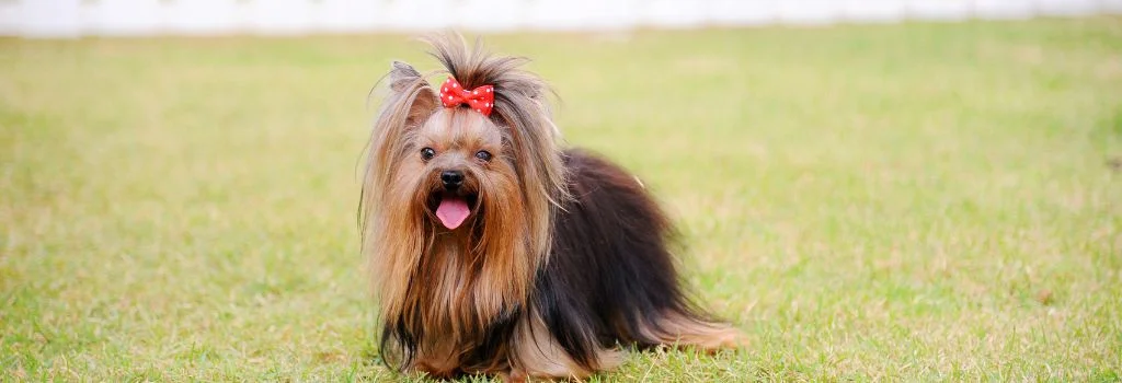 yorkshire terrier standing in the green grass outdoors