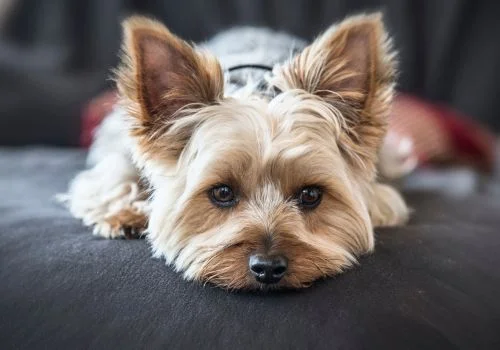 yorkshire terrier relaxing indoors