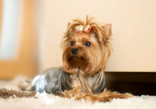 yorkshire terrier sitting indoors