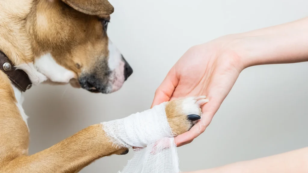 hand putting bandage on dog