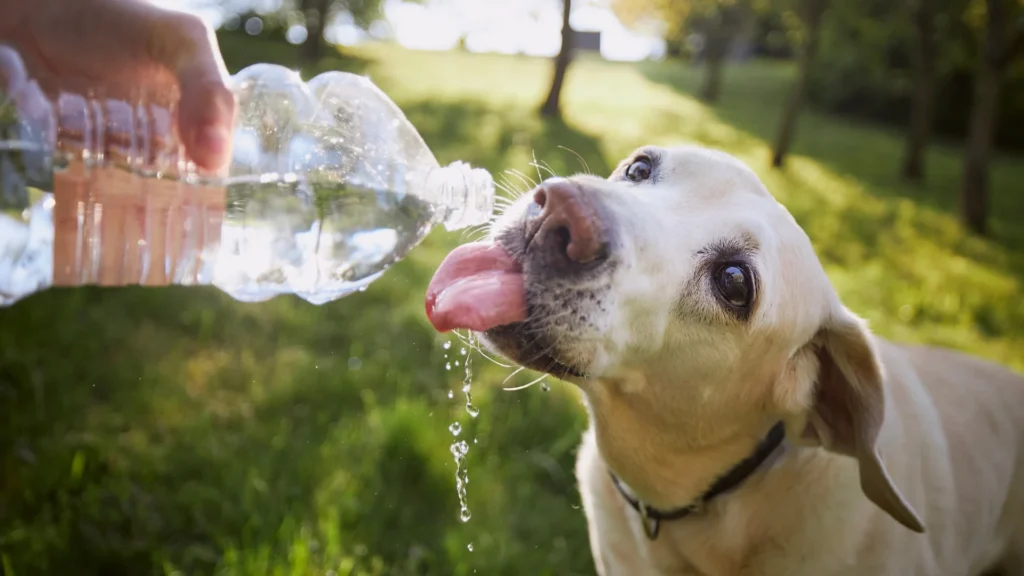 dog drinking water outdoors