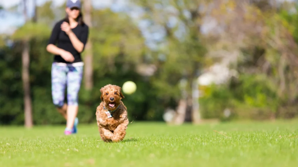 dog running in green grass outdoors