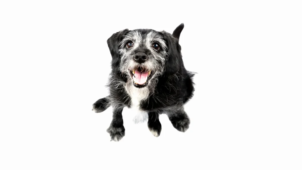dog sitting and staring with white background