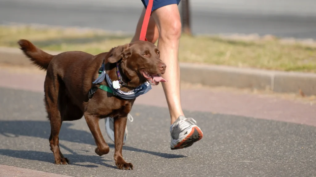 dog running outdoors