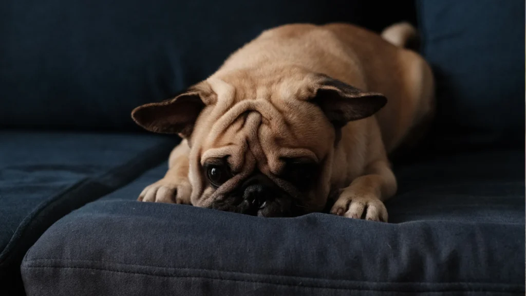 dog lying in the couch and relaxing