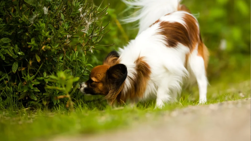 dog sniffing outdoors